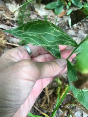 Phytomyza albiceps group