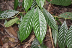 Chassalia curviflora