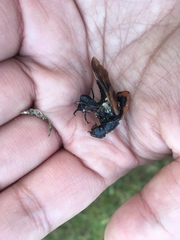 Nicrophorus marginatus