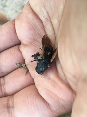 Nicrophorus marginatus