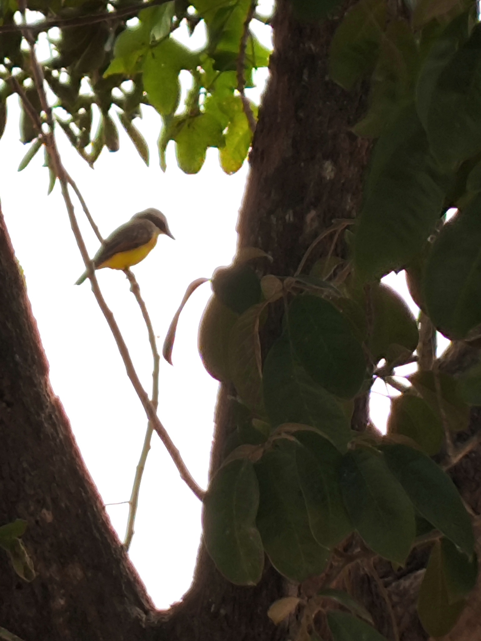 White-throated Kingbird (Tyrannus albogularis), photo 10
