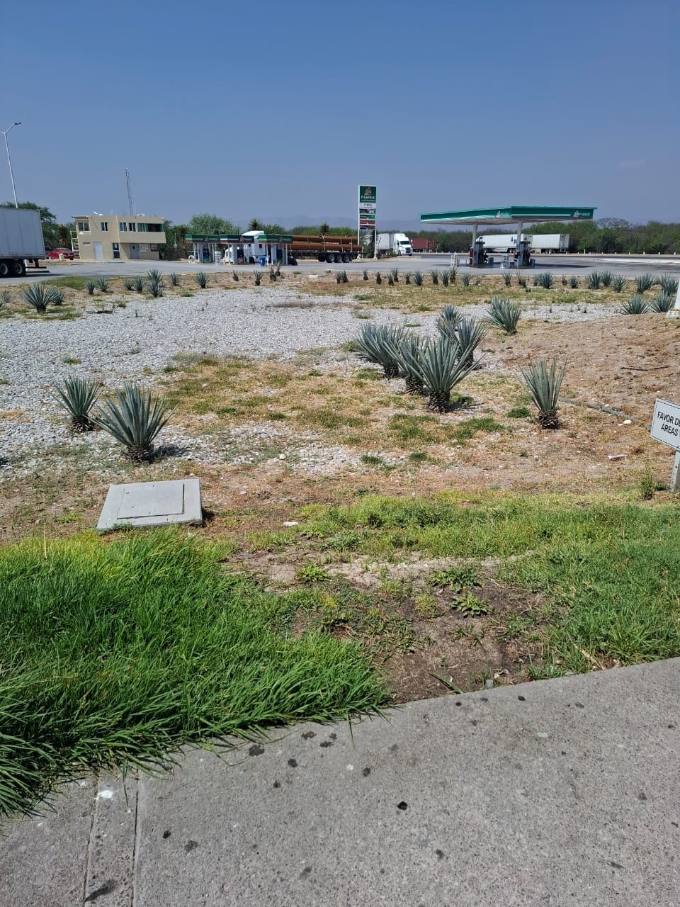 Imagem de Agave-azul
