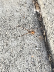 Latrodectus geometricus