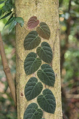 Ficus villosa