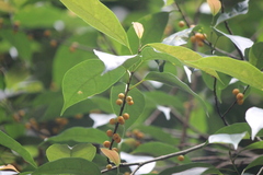 Ficus grossularioides