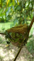 Amazilia tzacatl