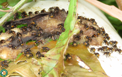Oxytrigona