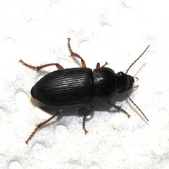 Harpalus griseus
