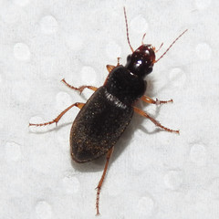 Harpalus griseus