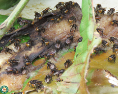 Oxytrigona