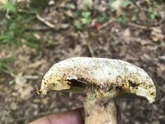 Xanthoconium affine maculosus