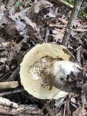 Xanthoconium affine maculosus