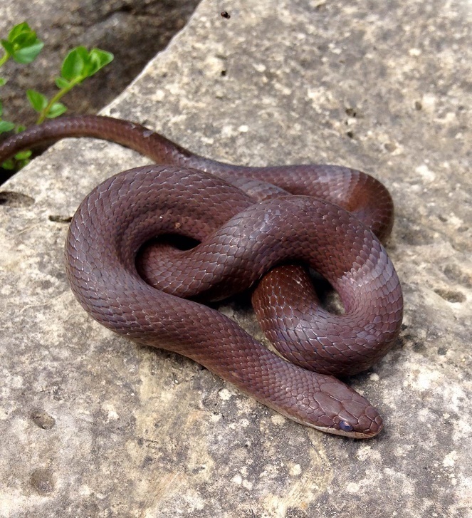 Chiapan Stripeless Snake