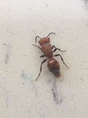 Pseudomethoca vanduzei