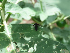 Parachartergus fraternus
