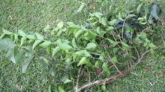 Dendrophthoe curvata