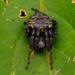 Araneus bogotensis - Photo (c) William Rincón, some rights reserved (CC BY-NC)