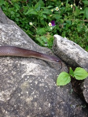 Chiapan Stripeless Snake photo 5