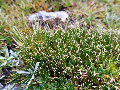 Distichia filamentosa (Distichia filamentosa)