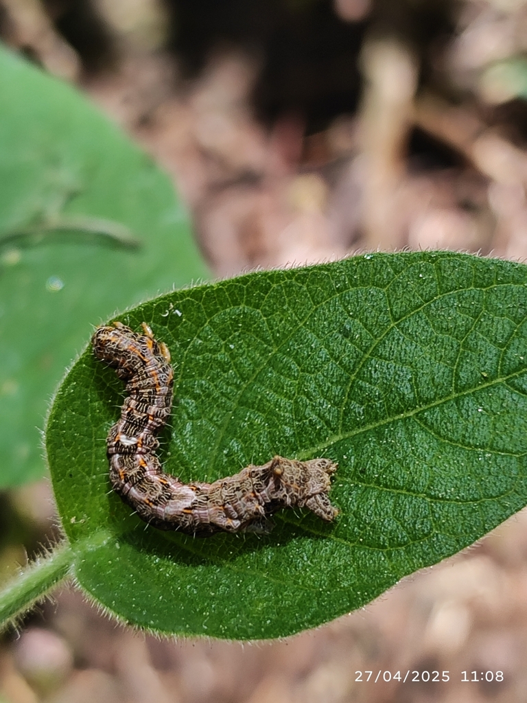 Phyllodonta coztomatlivora
