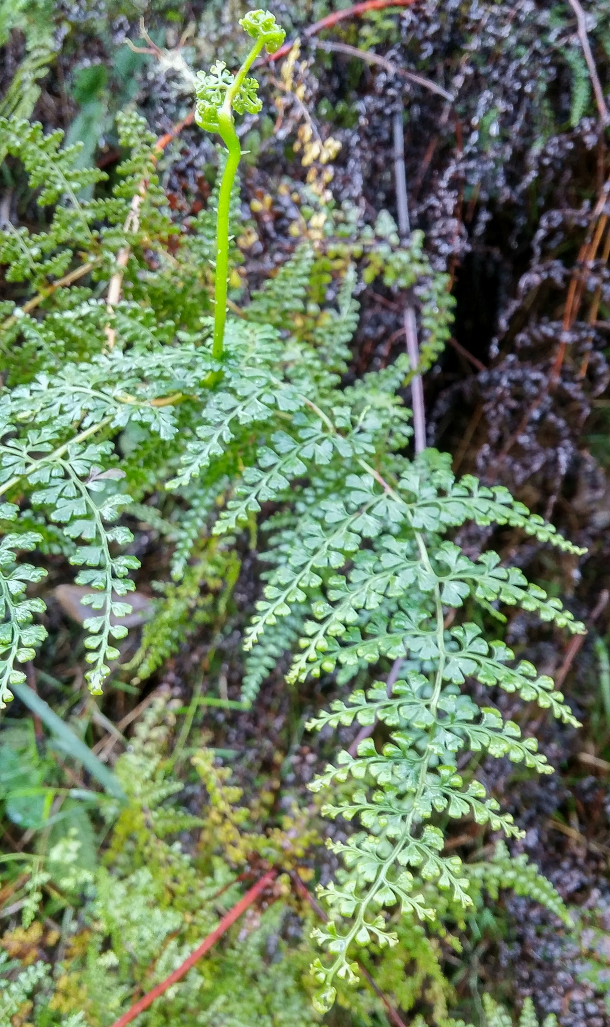 Odontosoria aculeata