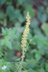 Coleus monostachyus
