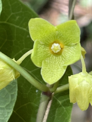 Alabama milkvine (Matelea alabamensis)