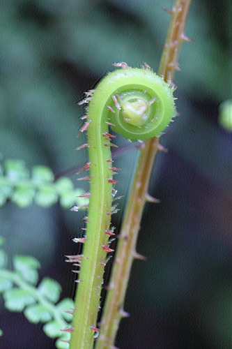 Image of Thicket Creepingfern (Odontosoria aculeata) by (c) Kristof Zyskowski, some rights reserved (CC BY)