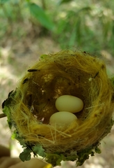 Amazilia tzacatl