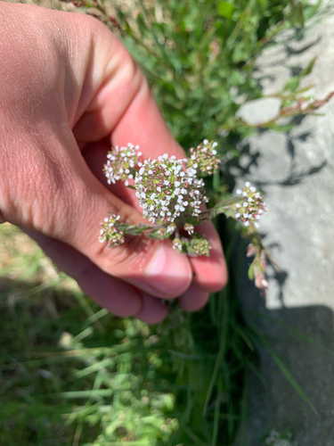 Purpleanther field pepperweed (Lepidium heterophyllum)