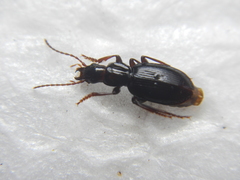 Dyscolus