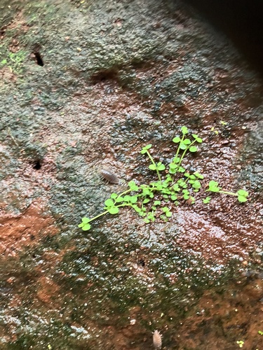 Oldenlandiopsis callitrichoides observed 2025-04-27