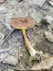 Cyanoboletus