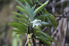 Dichaea glauca