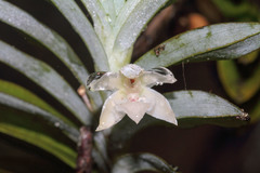 Dichaea glauca