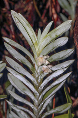Dichaea glauca