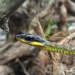 Chironius bicarinatus