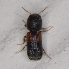Xylobiops basilaris