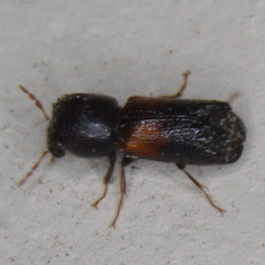 Xylobiops basilaris
