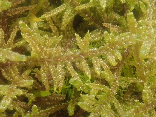 Image of Callicladium imponens by no rights reserved