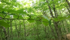Viburnum lantanoides image