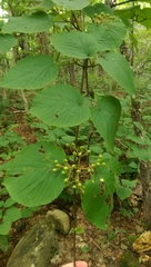 Viburnum lantanoides image