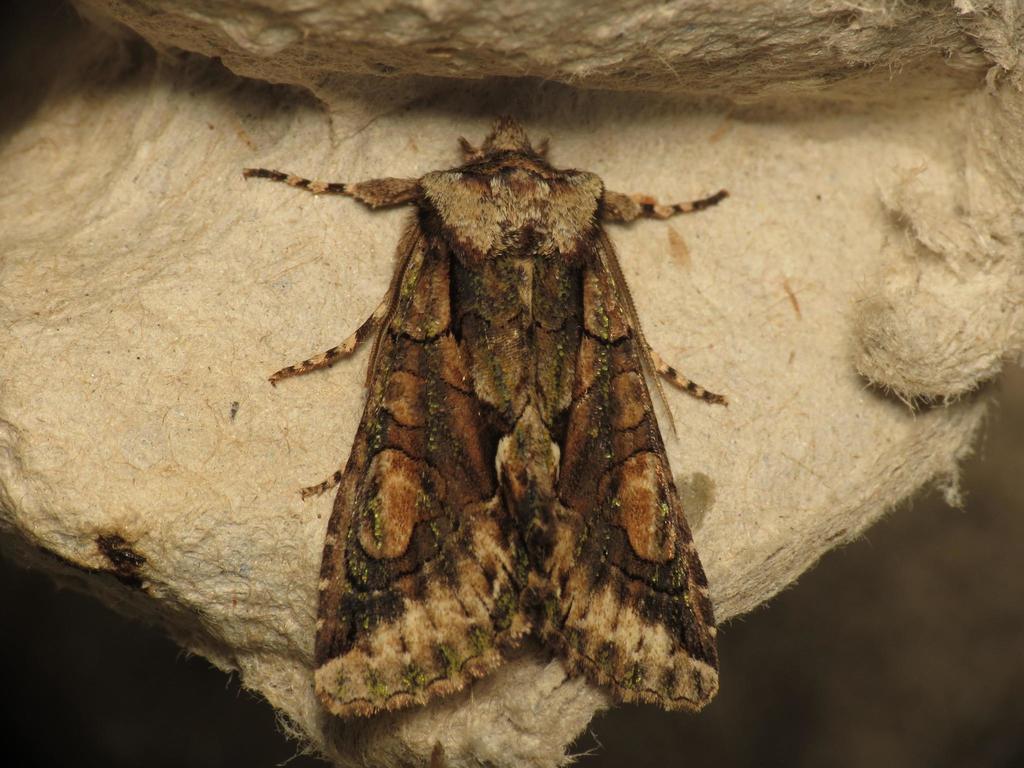 Allophyes
