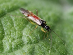 Tupiocoris