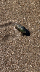 Juga plicifera