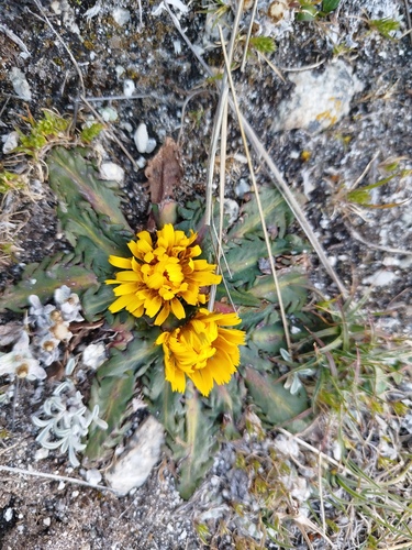Hypochaeris meyeniana, photograph 5