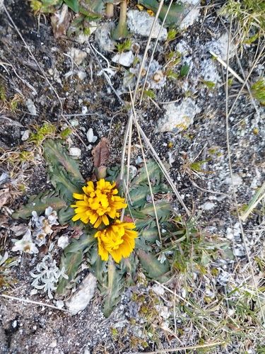 Hypochaeris meyeniana, photograph 4