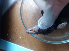 Cryptotis montivagus