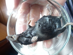 Cryptotis montivagus