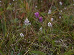 Polygala verticillata